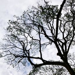 Low angle view of silhouette tree against sky