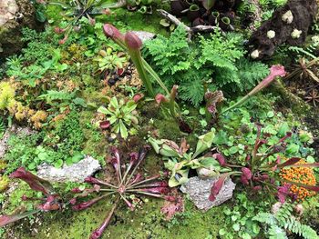 High angle view of flowering plant on field