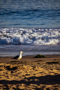 Seagull on a beach