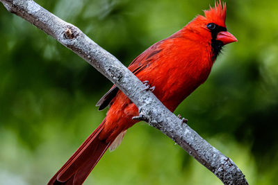 Male northern cardenal
