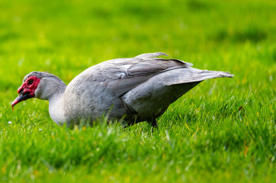 Side view of a bird on grass