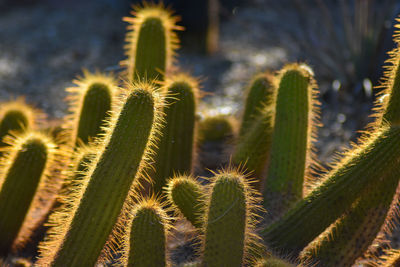 Close-up of succulent plant