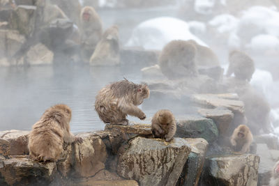 Monkeys in a lake