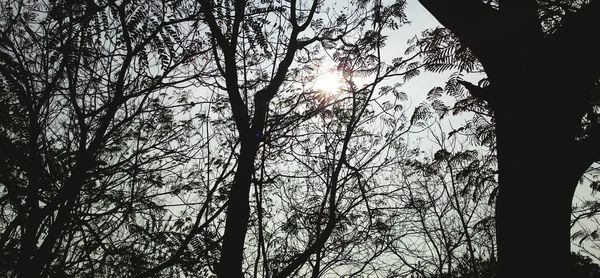 Low angle view of bare trees against sky