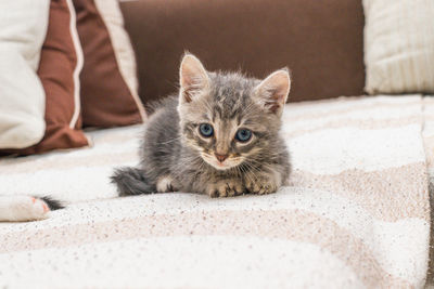 Portrait of kitten relaxing at home