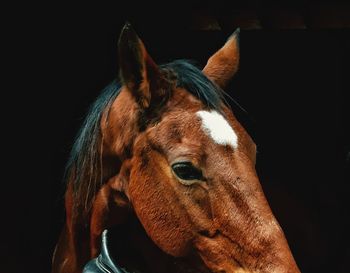 Close-up portrait of horse against black background