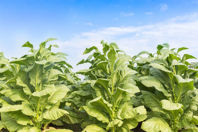 Close-up of fresh green plants in field against sky