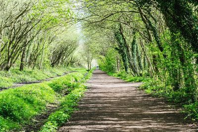 Footpath amidst trees in forest