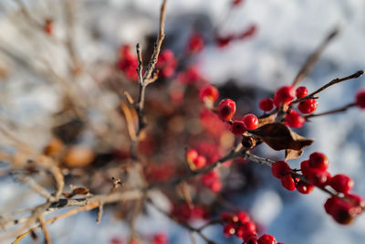 Close-up of red berries growing on tree