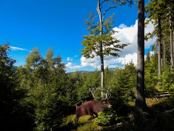 Trees in forest against sky