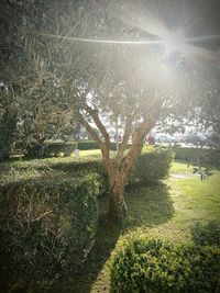 Close-up of tree against sky