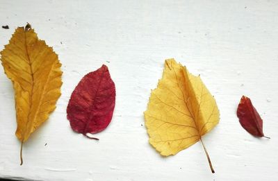 High angle view of autumn leaves on wooden table