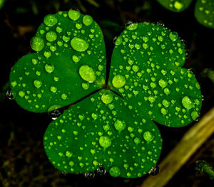 Close-up of wet plant