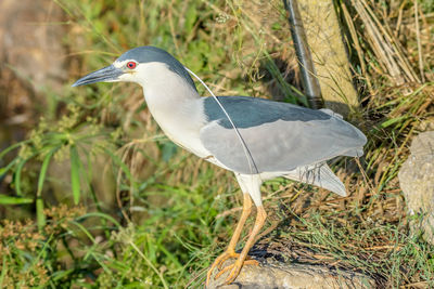 Close-up of a bird on field