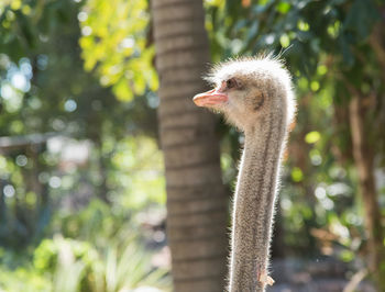 Close-up of a bird against blurred background