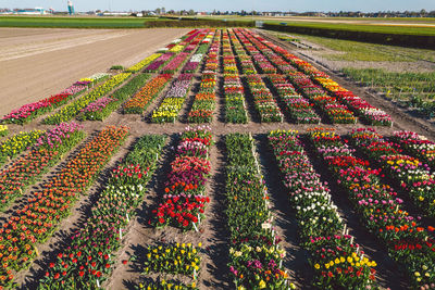 High angle view of agricultural field