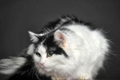 Close-up of a cat looking away