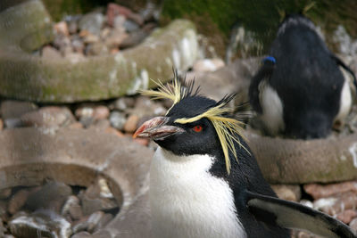 Close-up of bird