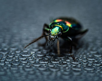 Close-up of fly on leaf