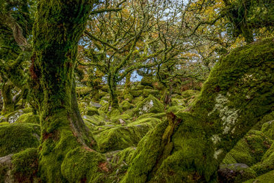 Scenic view of forest