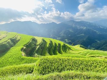 Scenic view of agricultural field against sky