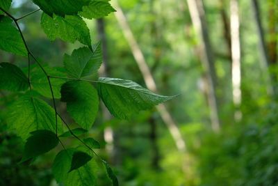 Close-up of fresh green leaves