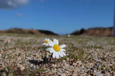 Close-up of white flowering plant on field against sky