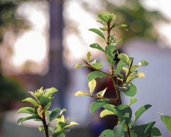 Close-up of fresh green leaves