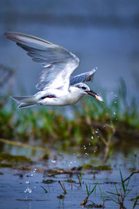 Bird flying over lake