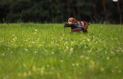 Dog carrying food in mouth on grassy field