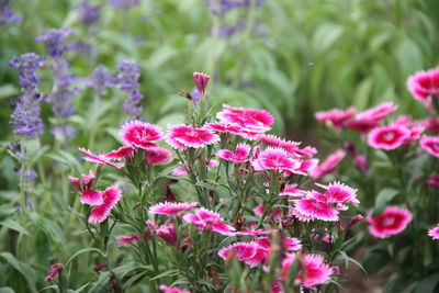 Close-up of pink flowering plants