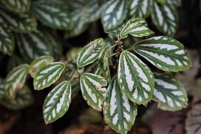 Close-up of green leaves