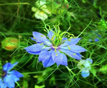 Close-up of purple flowering plant