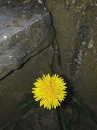 Close-up of yellow flower