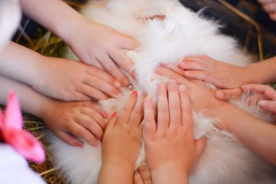 High angle view of cropped hands touching bunny in basket