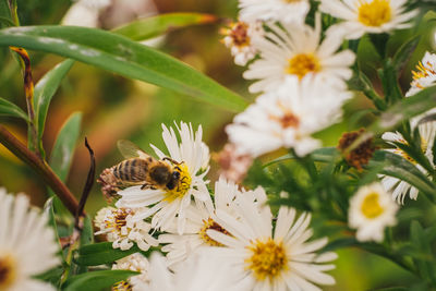 Close-up of bee pollinating on flower