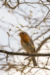 Close-up of bird perching on branch