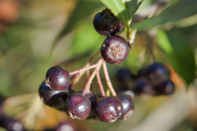 Close-up of grapes growing on plant