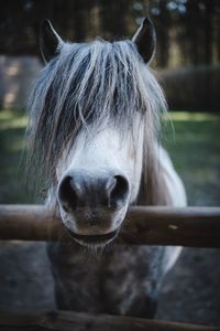 Close-up portrait of a horse