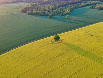 High angle view of agricultural field with oak