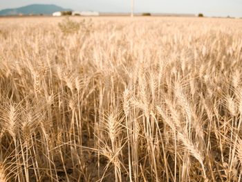 Wheat growing on field