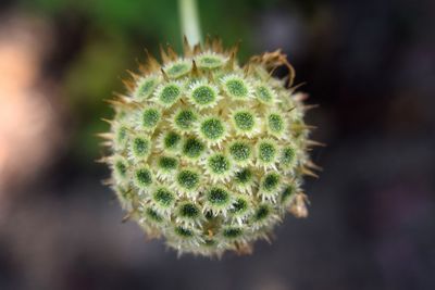 Close-up of succulent plant