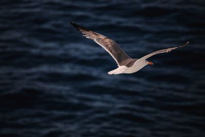 Seagull flying over sea