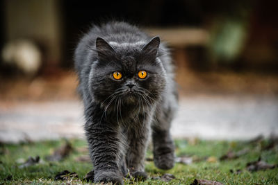 Close-up portrait of black cat