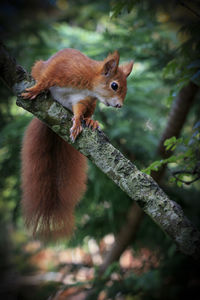 Red squirrel