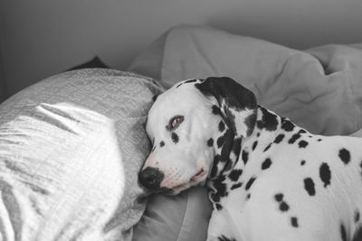 Dog sleeping on sofa