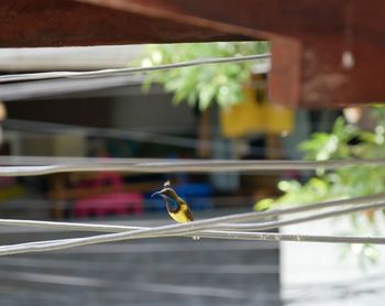 Bird perching on a railing