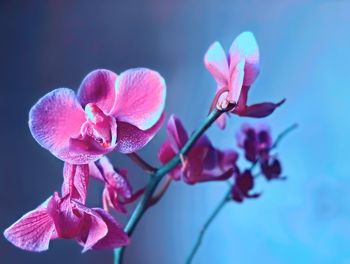 Close-up of pink flowering plant