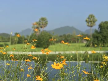 Close-up of yellow flowering plants on field against sky