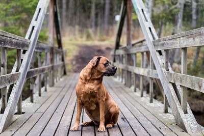 Close-up of dog sitting on footbridge